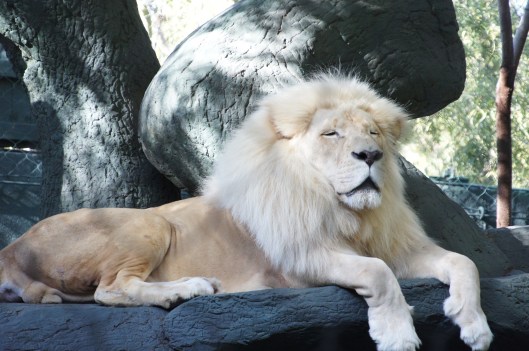 White lion Siegfried & Roy's Secret Garden & Dolphin Habitat