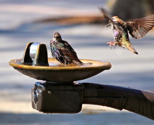 Bird Bath by Cory Schloss