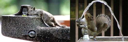 squirrels drinking from water fountain